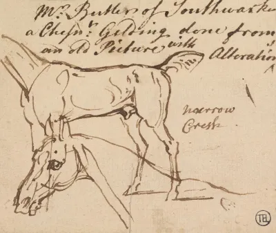 Sketches Of A Gelding