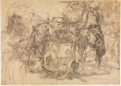 Sketches Of Animals