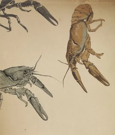 Sketches Of Crayfish