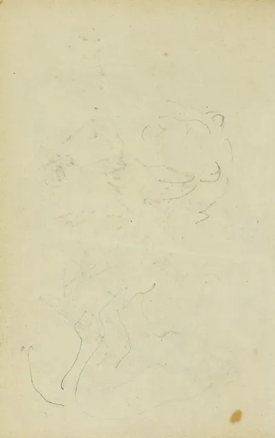 Sketches Of Head And Hind Legs Of A Lion
