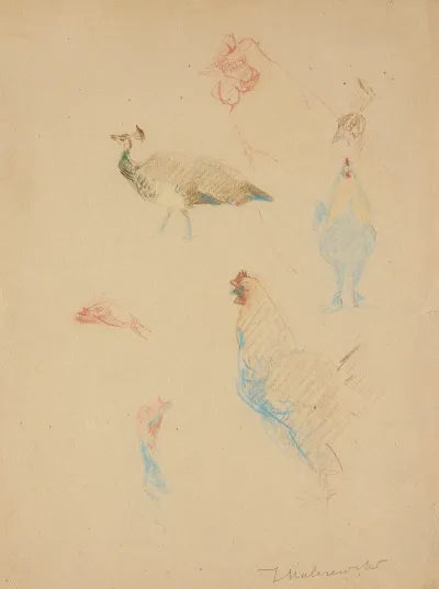 Sketches Of Hens And A Peacock And A Turkeys Head