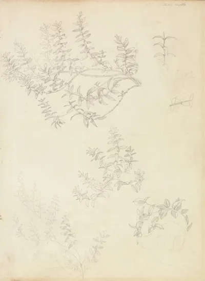 Sketches Of Myrtle And A Head Crowned With Myrtle