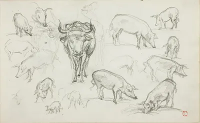 Sketches Of Swine And An Ox