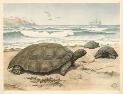 Skildpadde