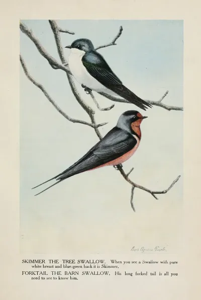 Skimmer The Tree Swallow Forktail The Barn Swallow