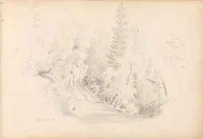 Skogsinterior Med Vei Elstad