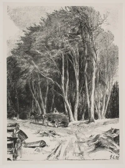 Skovhugst