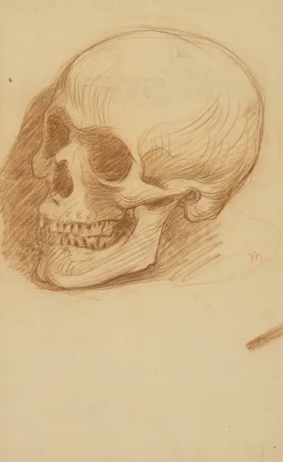 Skull Study