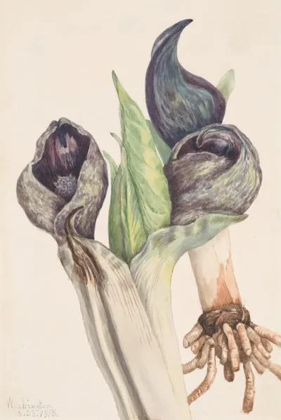 Skunk Cabbage Spathyema Foetida