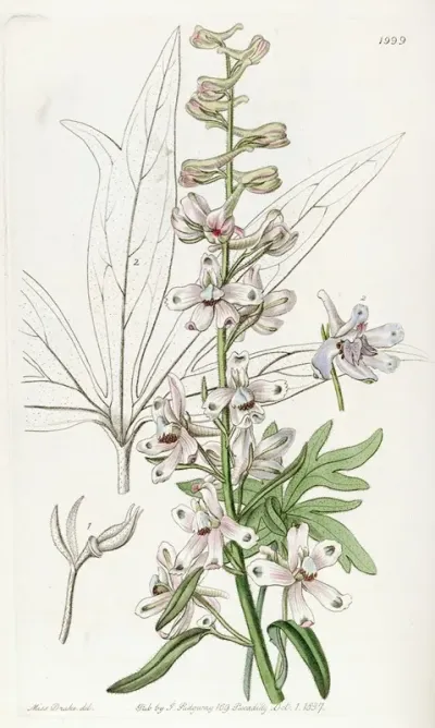 Sky Blue Larkspur
