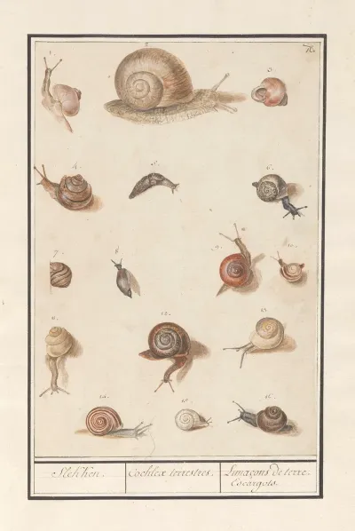Slakken Slekken Cochleae Terrestres Lunacons De Terre Escargots