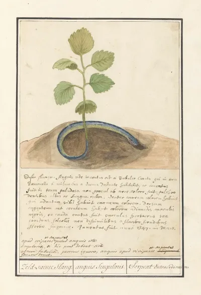 Slang Met Plantenstaart Zeld Saeme Slang Anguis Singularis Serpent Extraordinaire
