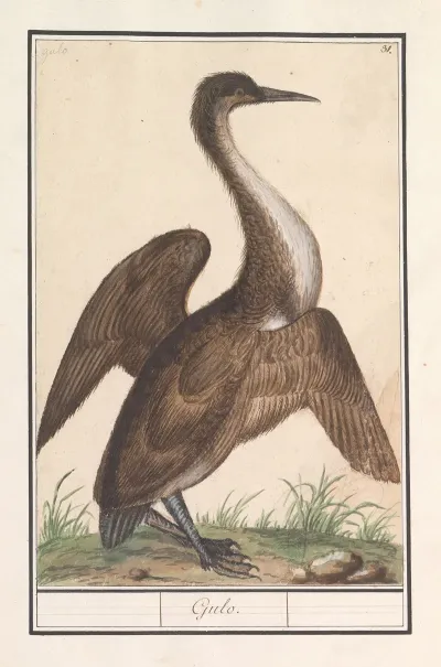 Slangenhalsvogel Anhinga