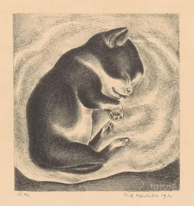 Slapende Jonge Kat