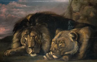 Sleeping Lion And Lioness