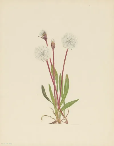 Slender Agoseris Agoseris Gracilens 3