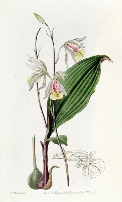 Slender Bletia