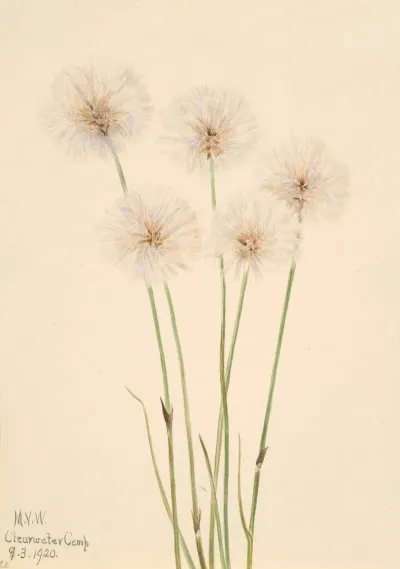 Slender Cotton Grass Eriophorum Chamissonis