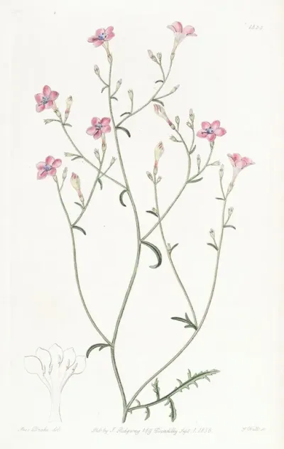 Slender Flowered Gilia