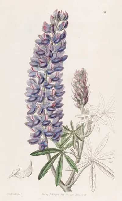 Slender Fruited Lupine