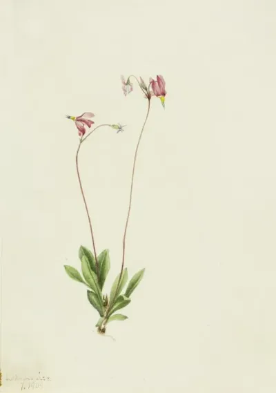 Slender Shootingstar Dodecatheon Pauciflorum 2