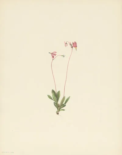 Slender Shootingstar Dodecatheon Pauciflorum 3