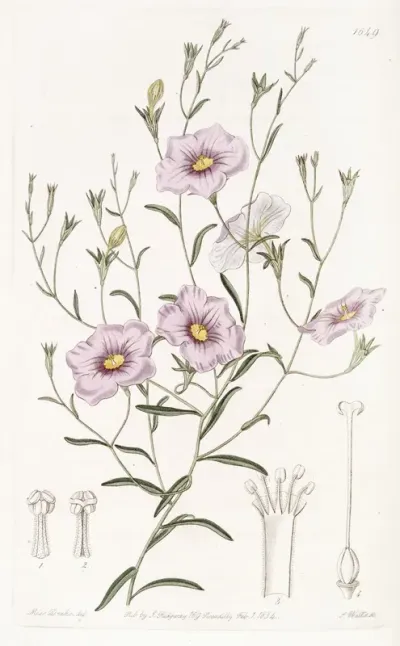 Slender Stemmed Nierembergia