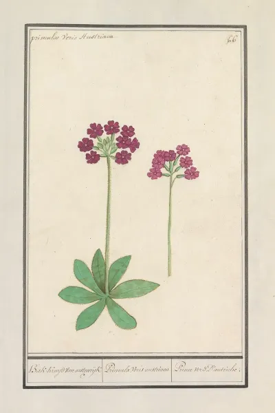 Sleutelbloem Primula Bak Kruyd Van Oostenrijk Primula Veris Austriaca Prime Verd Dautriche