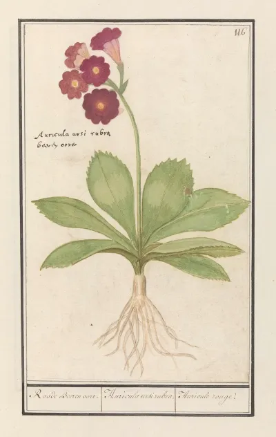 Sleutelbloem Primula Roode Beeren Oore Auricula Ursi Rubra Auricule Rouge