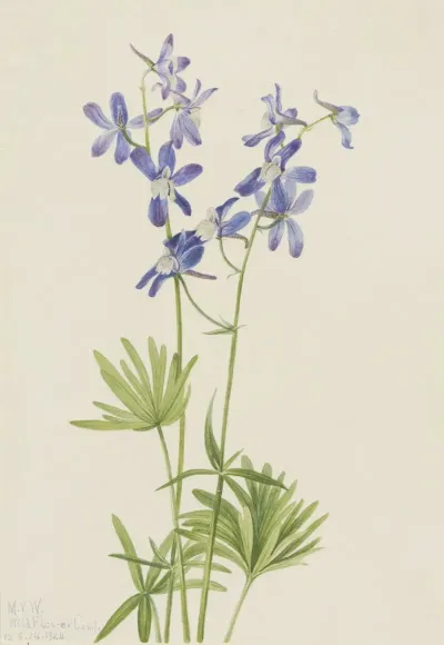 Slim Larkspur Delphinium Depauperatum 2