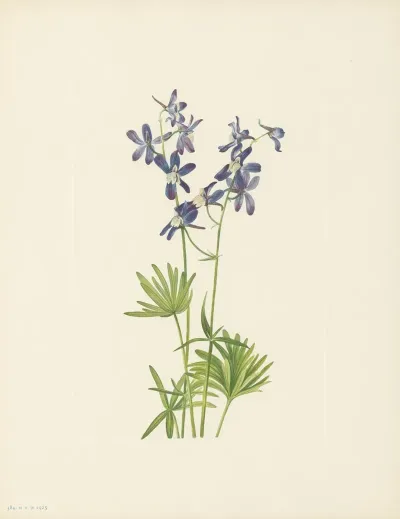Slim Larkspur Delphinium Depauperatum 3
