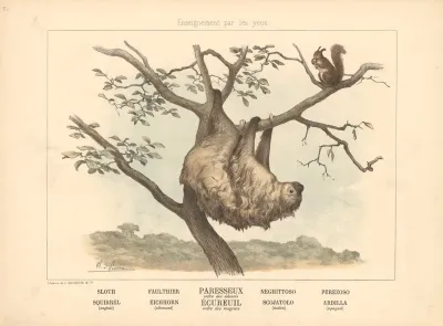 Sloth Squirrel