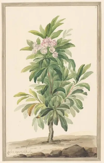 Smalbladige Lepelboom In Landschap Kalmia Angustifolio