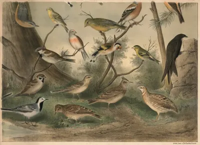 Small Birds Iii
