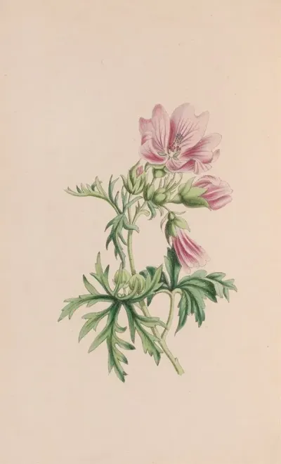 Small Blndweed Or Field Convolvulus