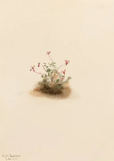 Small Cranberry Oxycoccus Palustris 2