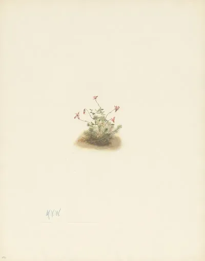 Small Cranberry Oxycoccus Palustris 3