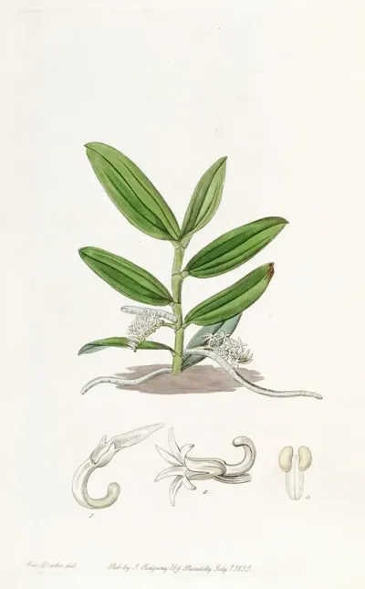 Small Flowered Angraecum