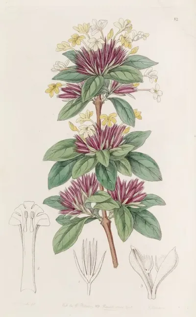 Small Flowered Lankesteria