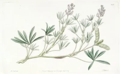 Small Flowered Lupine