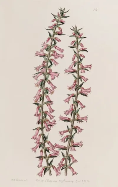Small Flowered Pitted Epacris