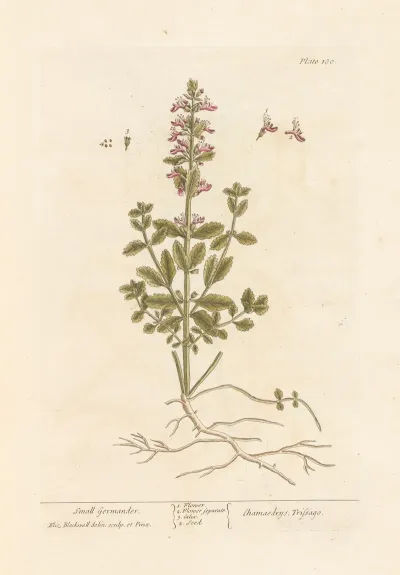 Small Germander