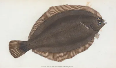 Small Headed Dab Pleuronectes Microcephalus