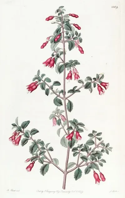 Small Leaved Fuchsia