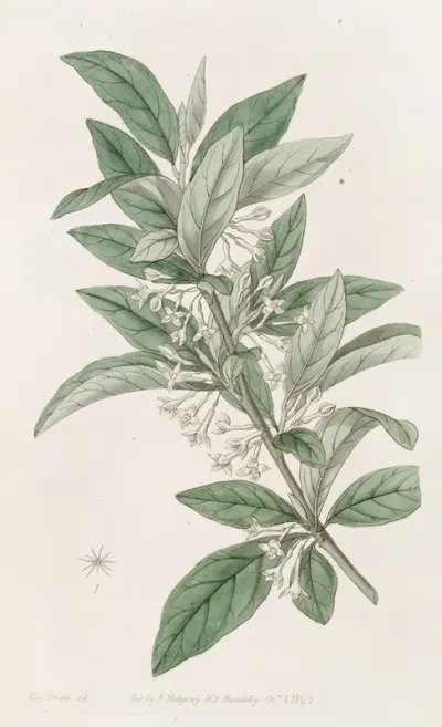 Small Leaved Oleaster