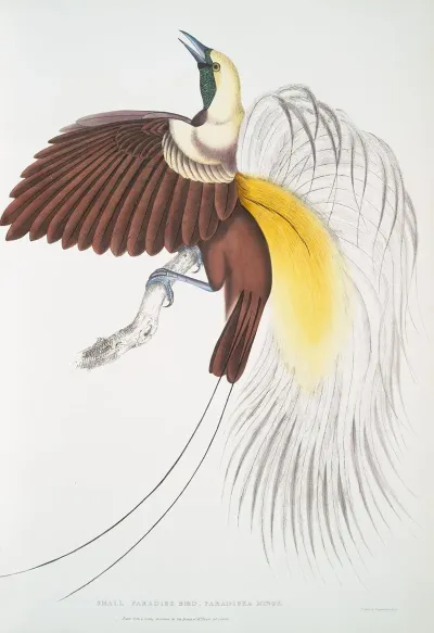 Small Paradise Bird Paradisea Minor