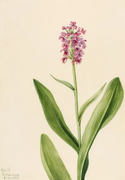 Small Purple Fringe Orchid Habenaria Psychodes