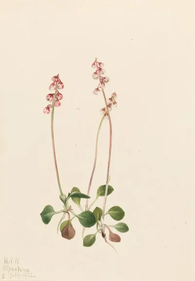 Small Pyrola Pyrola Minor 2