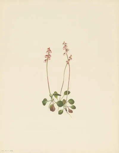 Small Pyrola Pyrola Minor 3