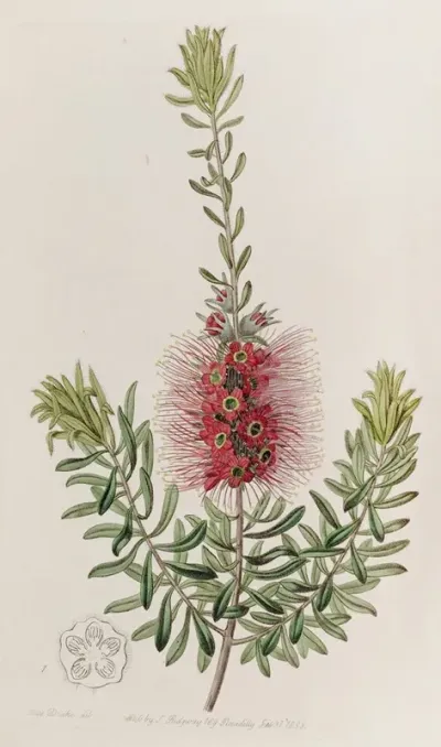 Small Spiked Callistemon